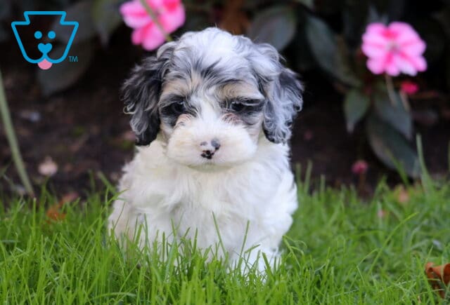 Rex Cockapoo2 image