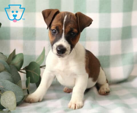 Rocky Jack Russell