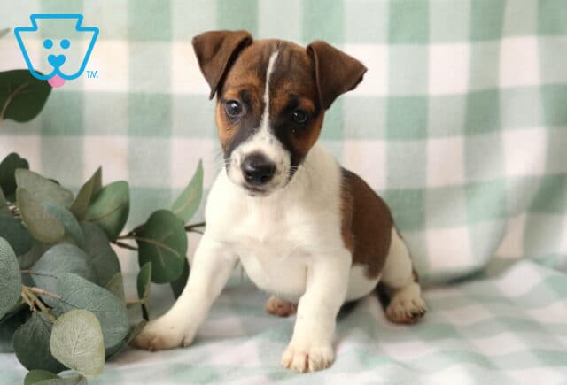 Rocky Jack Russell image