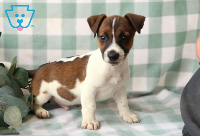 Rocky Jack Russell2 image