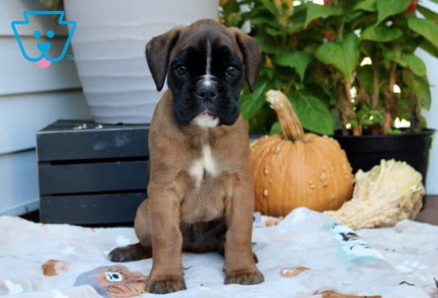 Rolo Boxer image