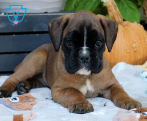 Rolo Boxer2