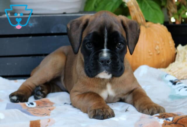 Rolo Boxer2 image