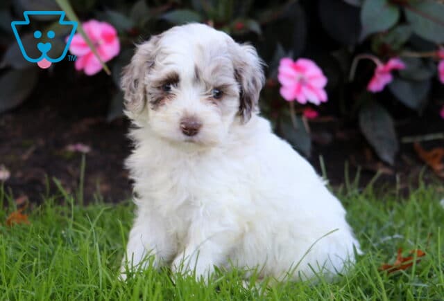 Rolo Cockapoo image