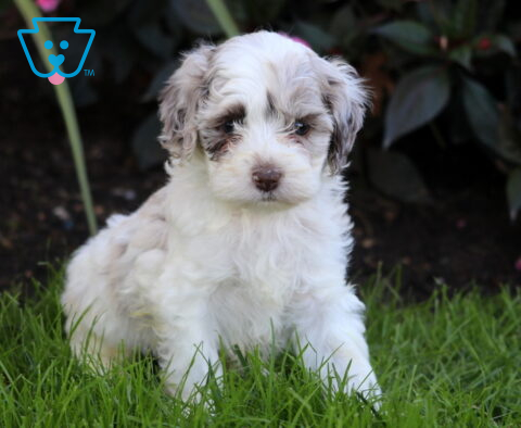 Rolo Cockapoo2