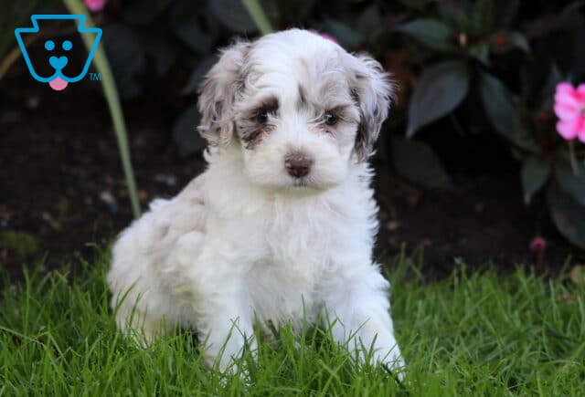 Rolo Cockapoo2 image