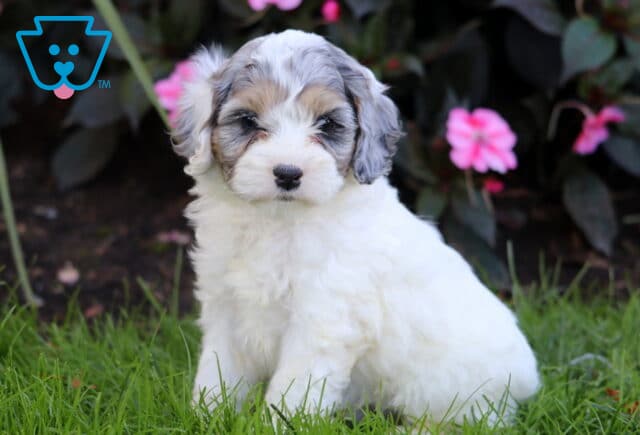 Ronnie Cockapoo image