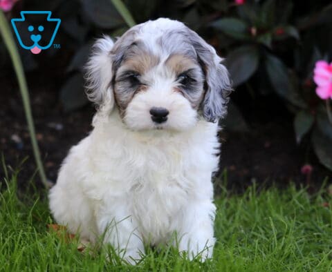 Ronnie Cockapoo2