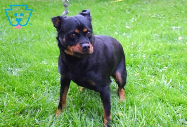Rosa Mini Rottweiler Ivan Beiler image
