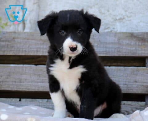 Black and white Border Collie puppy sitting upright with floppy ears, a white muzzle, and fluffy white chest on a polka-dot blanket in front of rustic wooden boards.