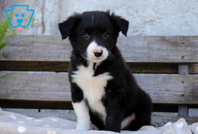 Black and white Border Collie puppy sitting upright with floppy ears, a white muzzle, and fluffy white chest on a polka-dot blanket in front of rustic wooden boards. image