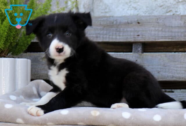 Black and white Border Collie puppy lounging sideways with one front paw stretched forward on a gray polka-dot blanket beside a potted green plant. image
