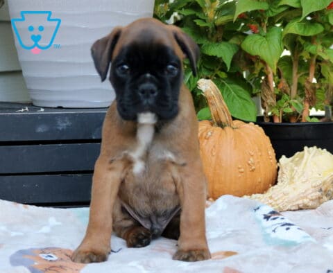 Rosco Boxer
