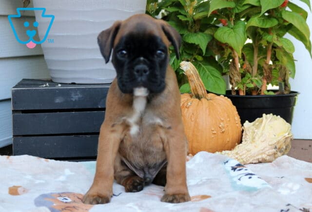 Rosco Boxer image
