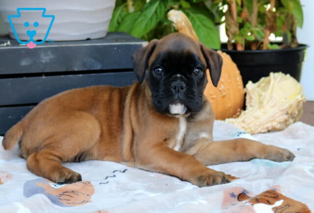 Rosco Boxer2 image