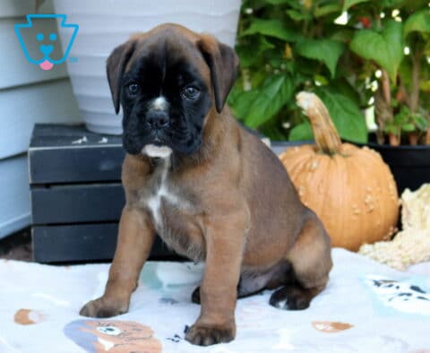 Rover Boxer