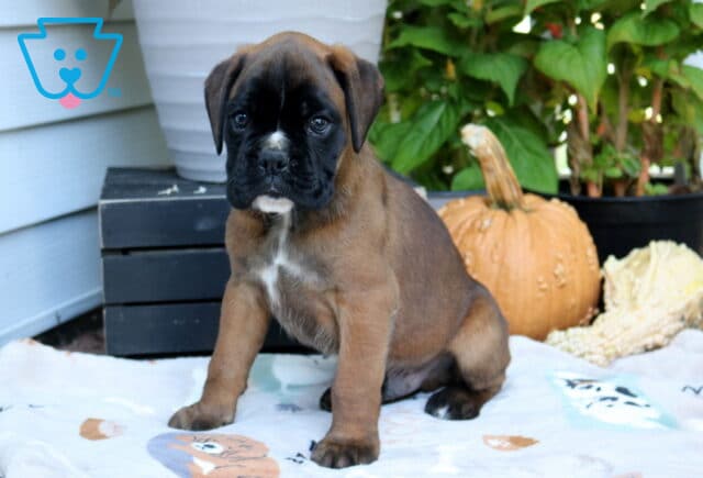 Rover Boxer image