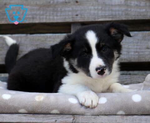 Black and white Border Collie puppy with a broad white blaze and white paws lying on a gray polka-dot blanket against a rustic wooden backdrop.