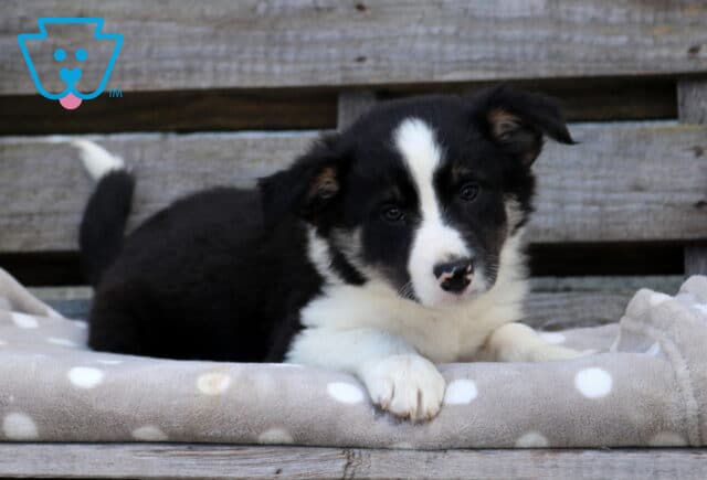 Black and white Border Collie puppy with a broad white blaze and white paws lying on a gray polka-dot blanket against a rustic wooden backdrop. image