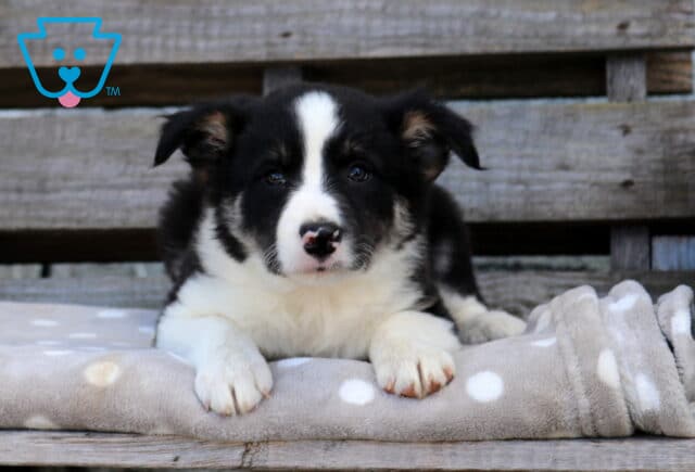 Black and white Border Collie puppy with a broad white blaze and white front paws resting on a gray polka-dot blanket against a rustic wooden backdrop. image