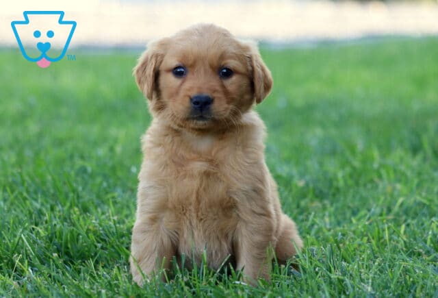 Roxy Golden image