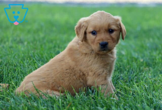 Roxy Golden2 image