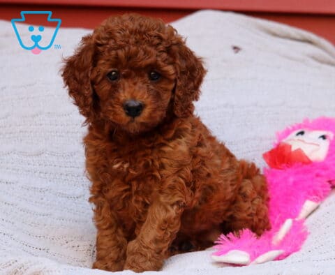 Ruby Cavapoo