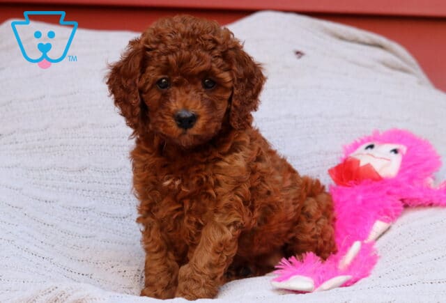Ruby Cavapoo image