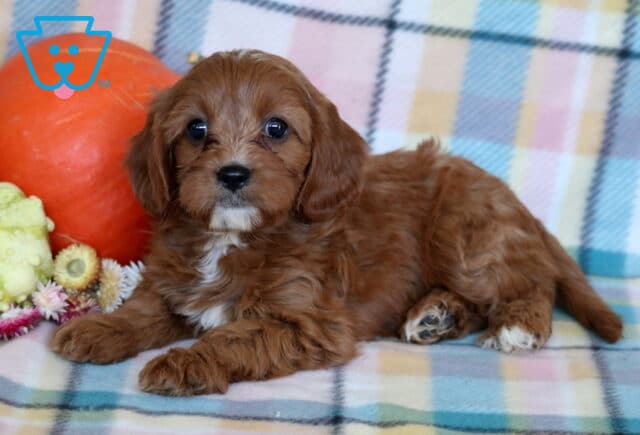 Red Cavapoo puppy with a soft wavy coat and white chin and chest markings resting beside an orange pumpkin, pale gourd, and dried fall flowers on a plaid blanket. image