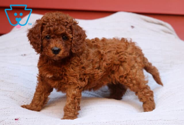 Ruby Cavapoo2 image