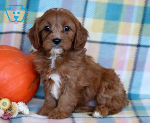 Ruby Cavapoo2