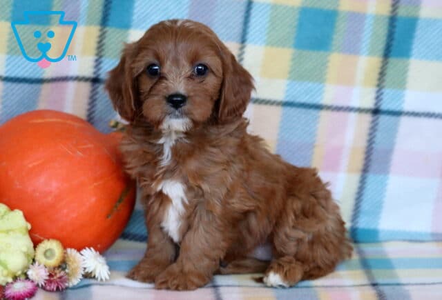 Red Cavapoo puppy with a small white chin and chest marking sitting beside an orange pumpkin, pale gourd, and dried fall flowers on a pastel plaid blanket. image
