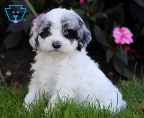 Ruby Cockapoo