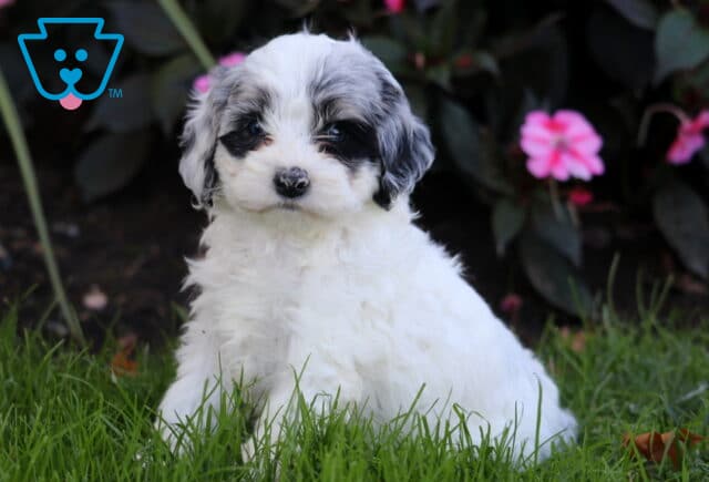 Ruby Cockapoo image