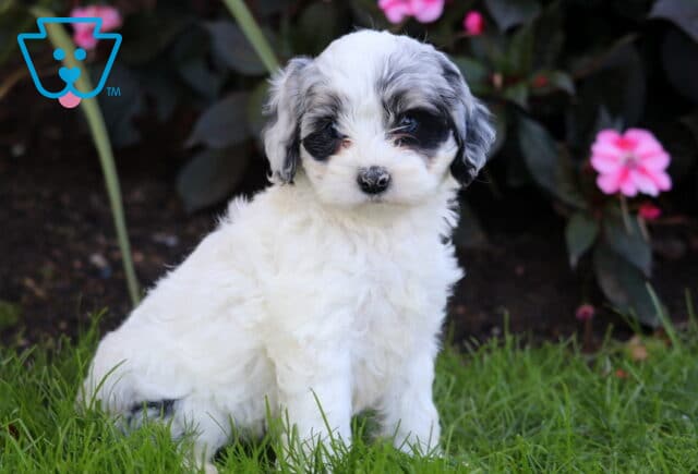 Ruby Cockapoo2 image