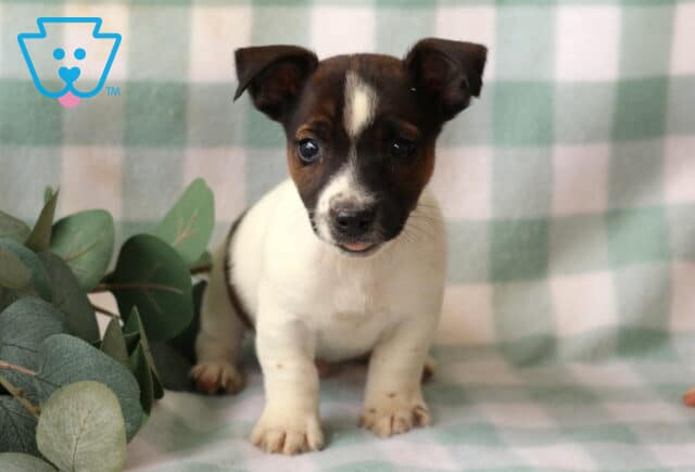 Rudy Jack Russell image