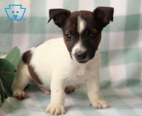 Rudy Jack Russell2
