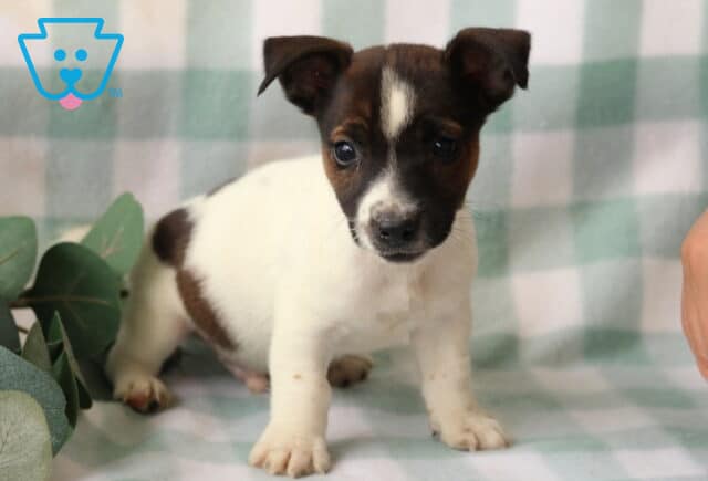 Rudy Jack Russell2 image