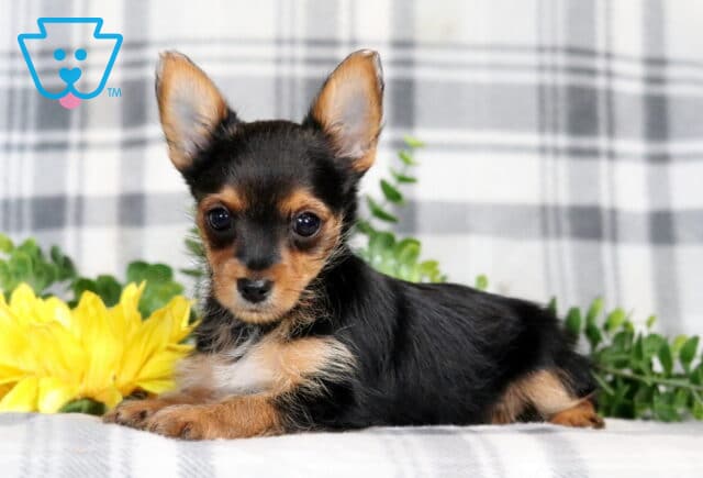 Rudy Yorkie image