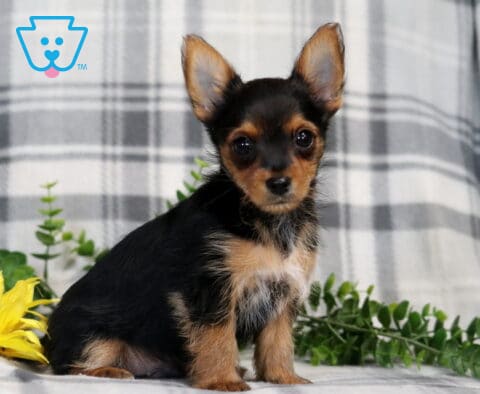 Rudy Yorkie2