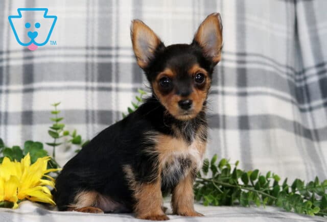 Rudy Yorkie2 image