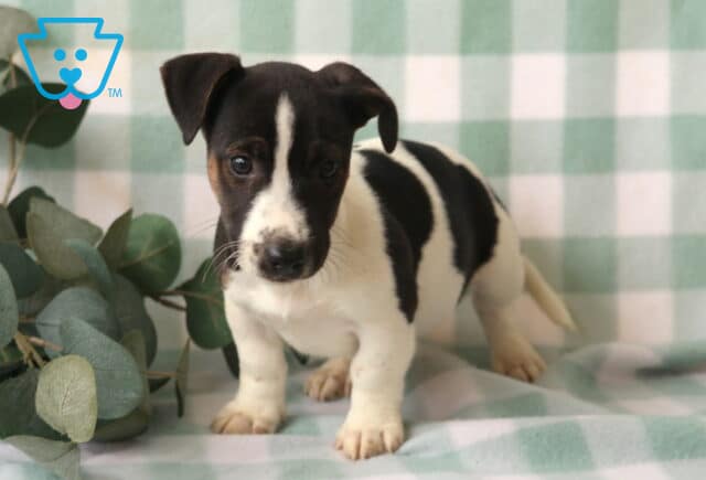 Rufus Jack Russell image