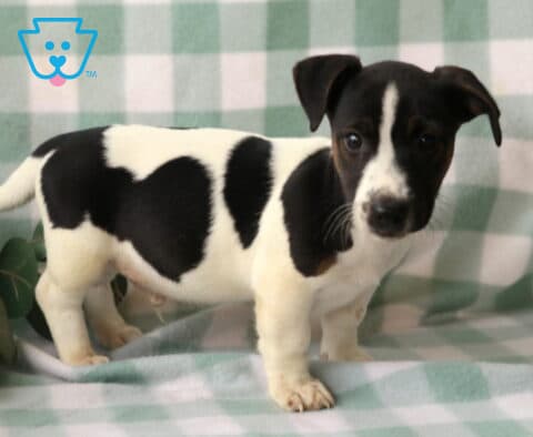 Rufus Jack Russell2