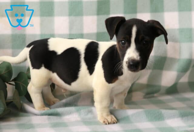 Rufus Jack Russell2 image
