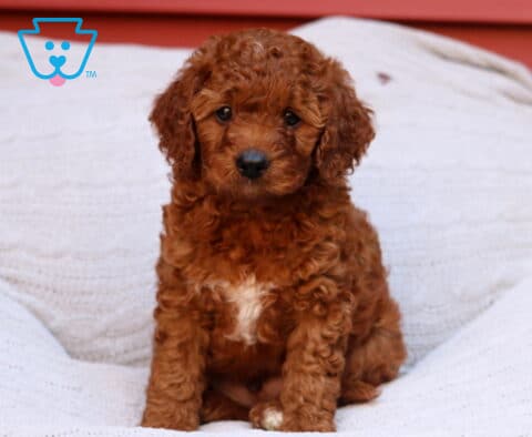 Ryan Cavapoo