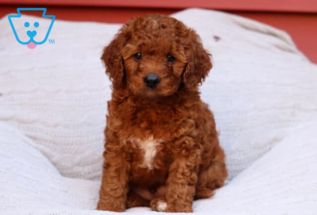Ryan Cavapoo image