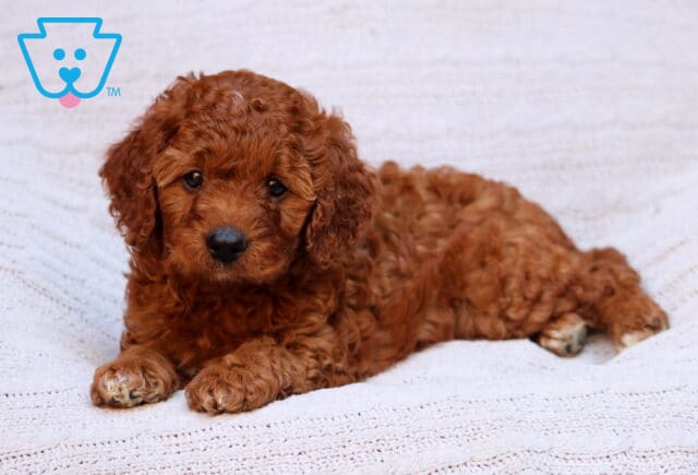 Ryan Cavapoo2 image