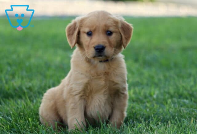 Ryla Golden image