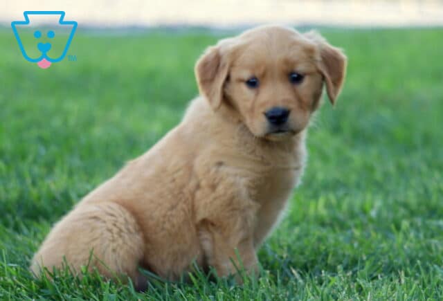Ryla Golden2 image