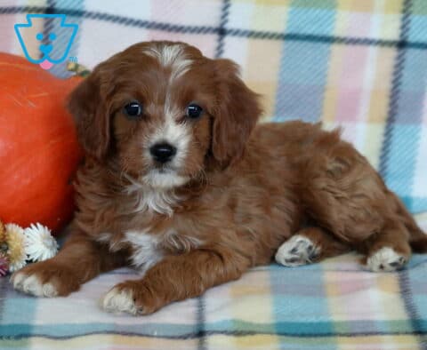 Rylie Cavapoo
